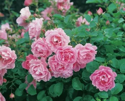 Buskros 'Sommerwind' 'Korlanum' Barrotad