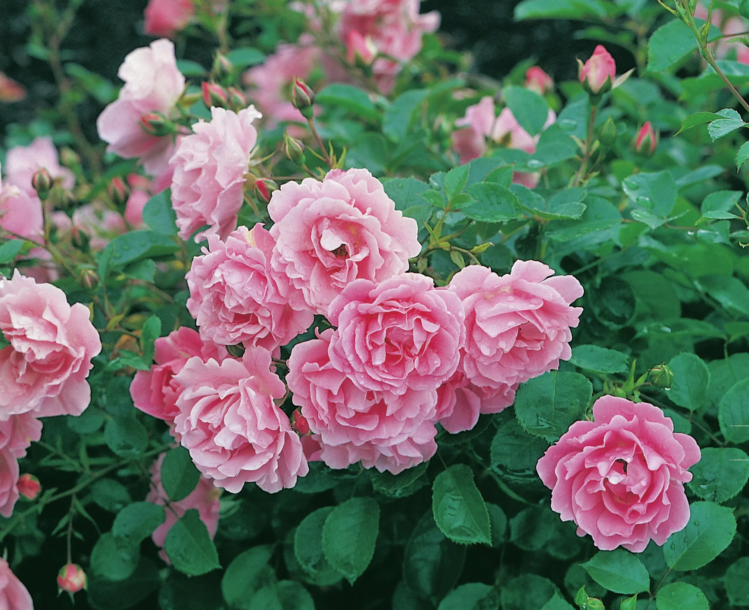 Buskros 'Sommerwind' 'Korlanum' Barrotad