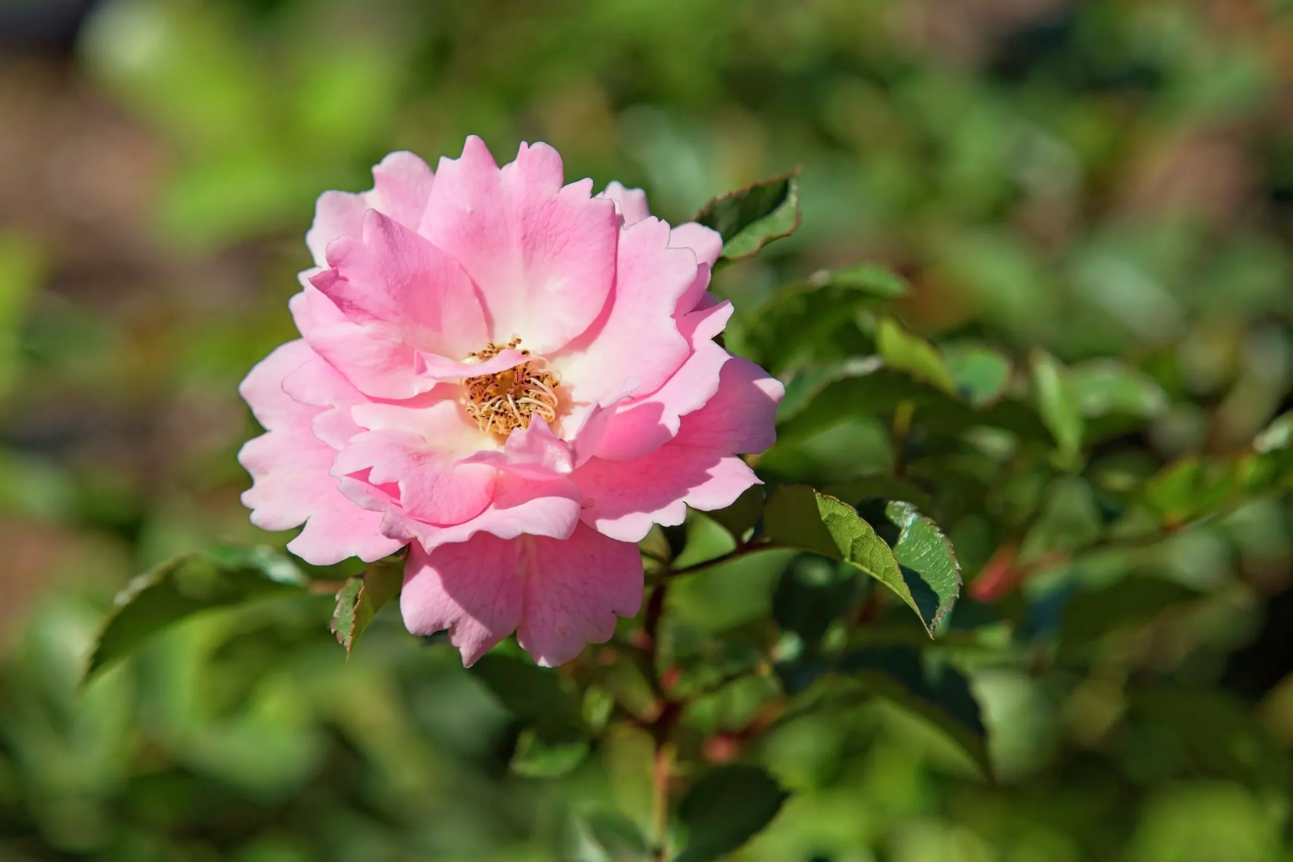 Buskros 'Sommerwind' 'Korlanum' Barrotad