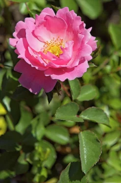 Buskros 'Sommerwind' 'Korlanum' Barrotad