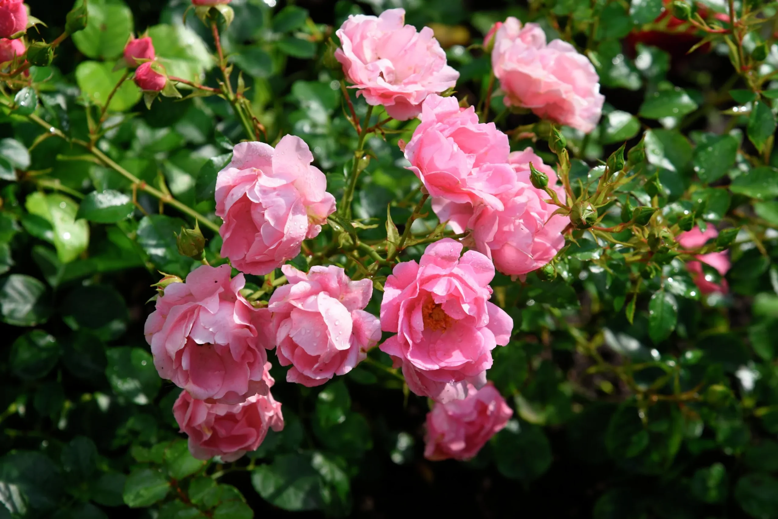 Buskros 'Sommerwind' 'Korlanum' Barrotad