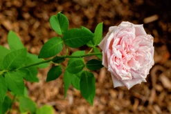 Buskros 'Souvenir de la Malmasion' Barrotad