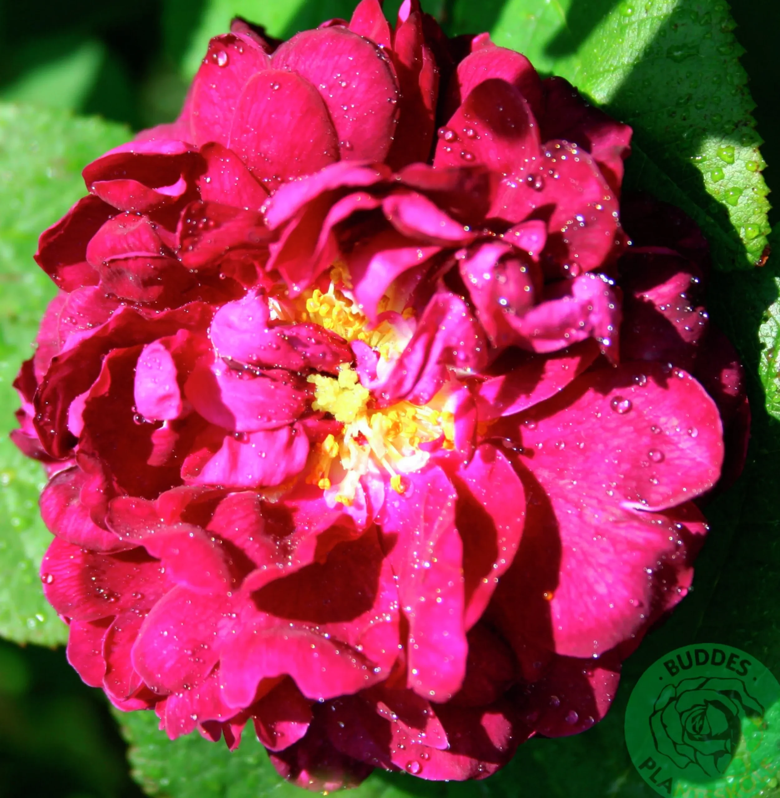 Buskros 'Tuscany superb' Barrotad