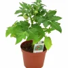 Busktomat lat. Solanum lycopersicum med frukt Mix