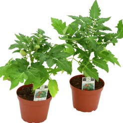 Busktomat lat. Solanum lycopersicum med frukt Mix