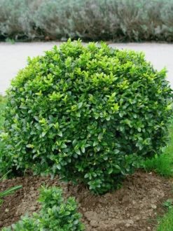 Buxbom 10-15cm