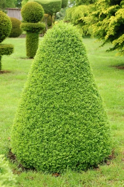 Buxbom Pyramid Krukodlad