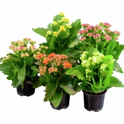 Calandiva lat. Kalanchoe Blossfeldiana x10