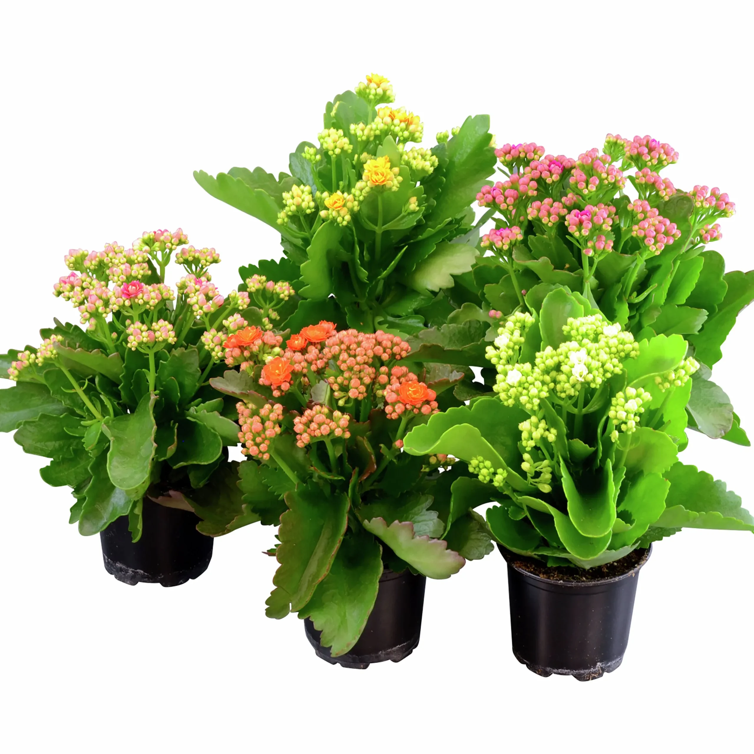 Calandiva lat. Kalanchoe Blossfeldiana x10
