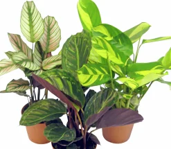 Calathea lat. Calathea spp. Mix 65cm