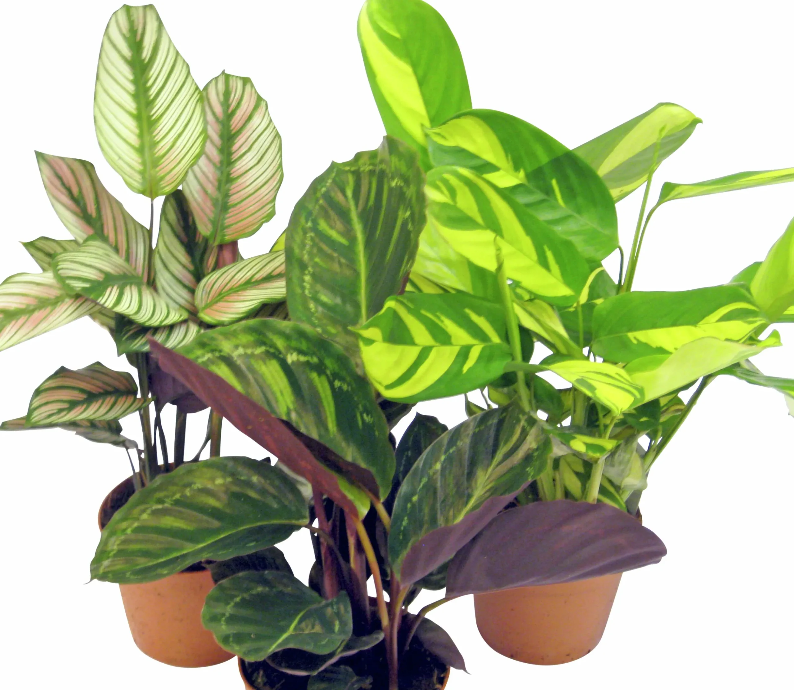 Calathea lat. Calathea spp. Mix 65cm