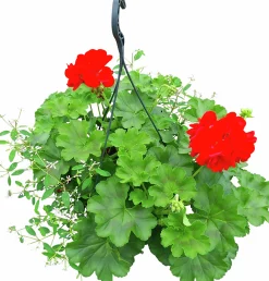 Calliope & Snötörel Mixampel 27cm