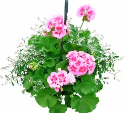 Calliope & Snötörel Mixampel 27cm