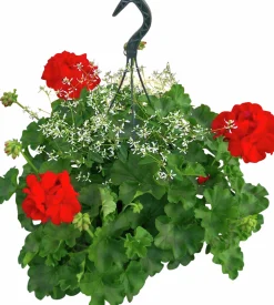 Calliope & Snötörel Mixampel 27cm