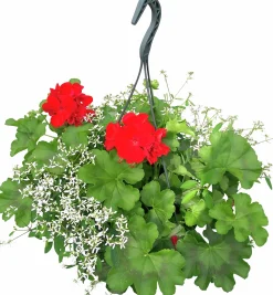 Calliope & Snötörel Mixampel 27cm