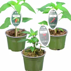 Chili Krav 12cm
