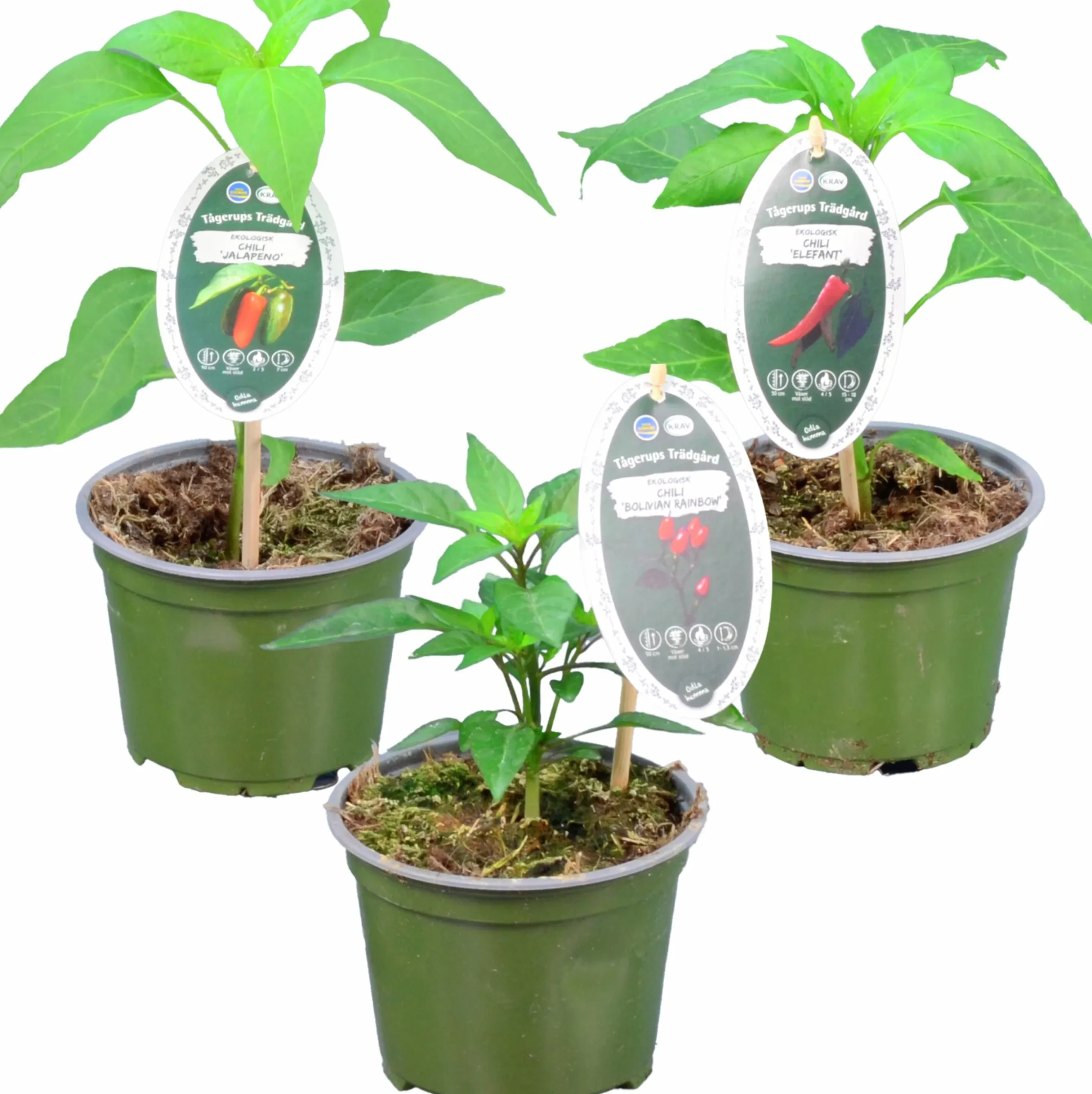 Chili Krav 12cm
