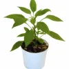 Chilipeppar lat. Capsicum Mix