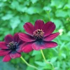 Chokladblomma lat. Cosmos atrosanguineus