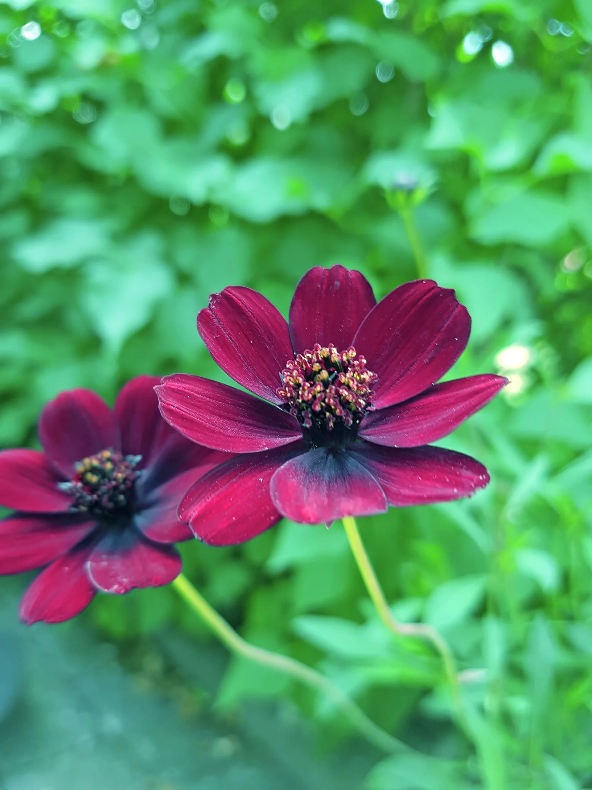Chokladblomma lat. Cosmos atrosanguineus