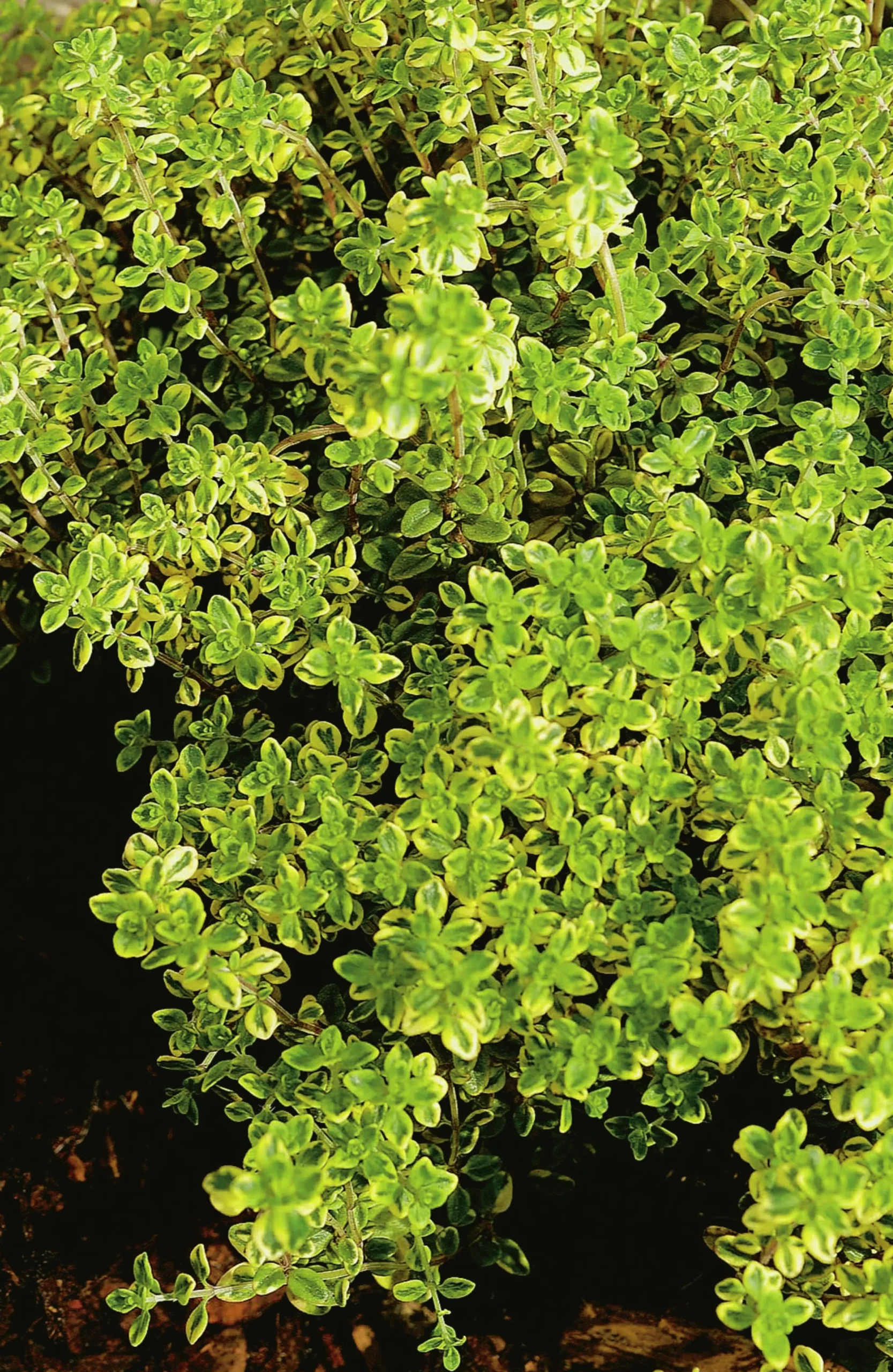 Citrontimjan ’Aureus’