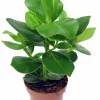 Clusia lat. Clusia rosea