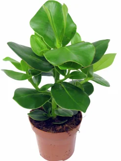 Clusia lat. Clusia rosea