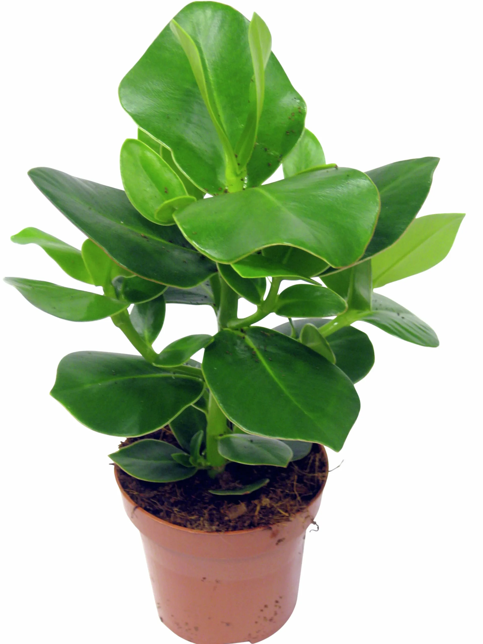 Clusia lat. Clusia rosea