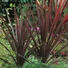 Cordyline lat. Cordyline australis 'Red Star' 90-100cm