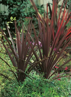 Cordyline lat. Cordyline australis 'Red Star' 90-100cm