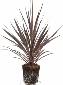 Cordyline 'Red Star' 13cm