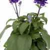 Daggsalvia lat. Salvia farinacea