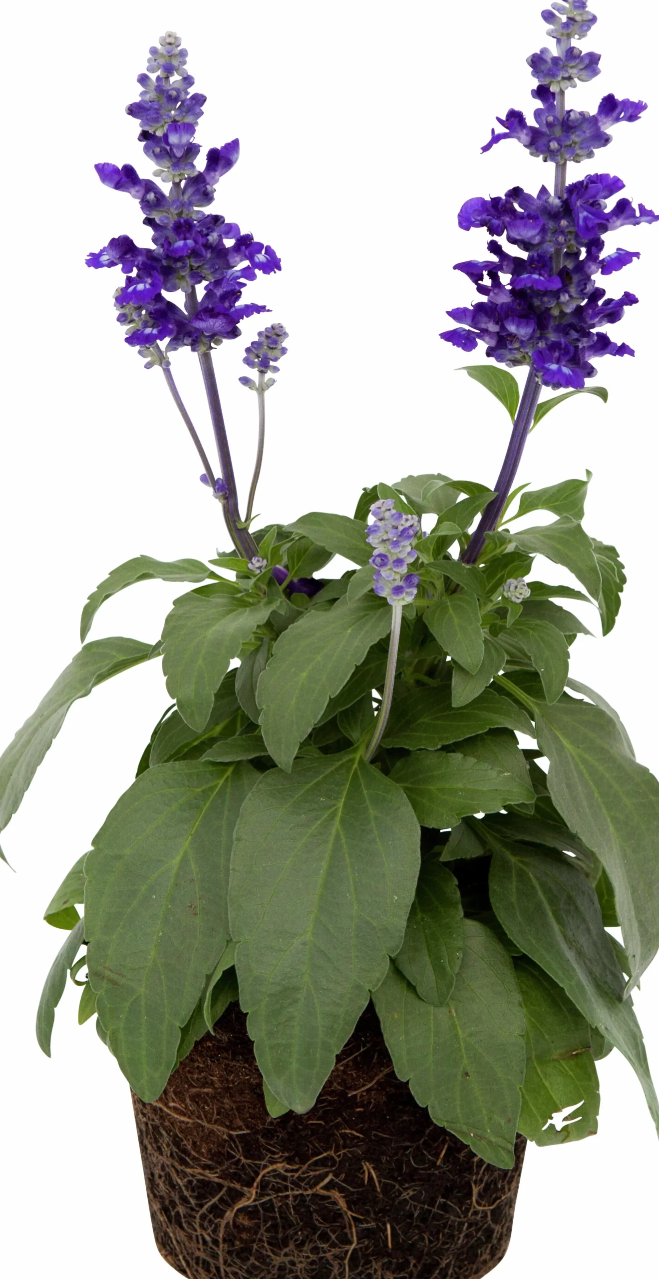 Daggsalvia lat. Salvia farinacea
