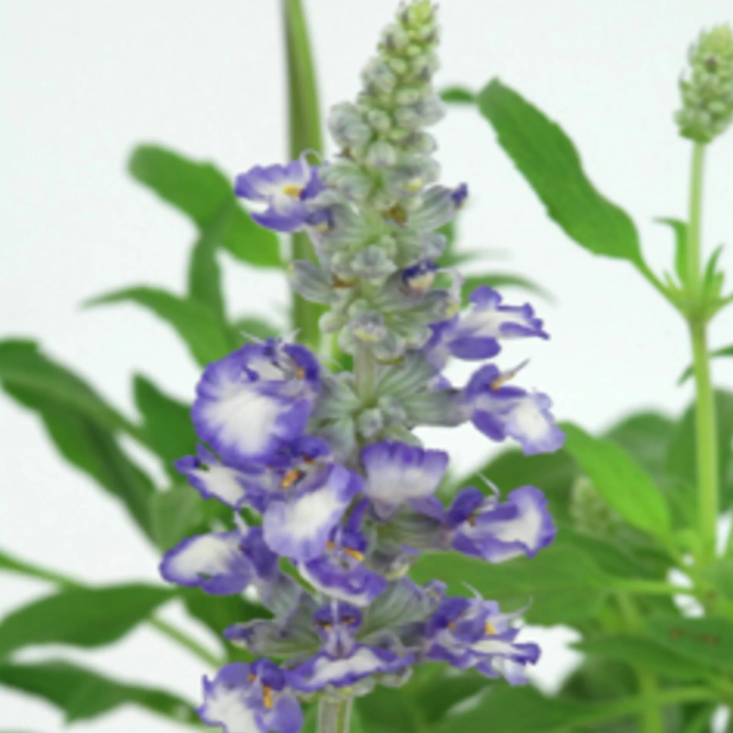 Daggsalvia lat. Salvia farinacea
