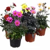Dahlia Happy Days 15cm
