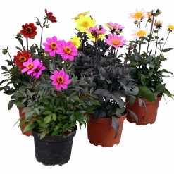 Dahlia Happy Days 15cm