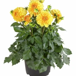 Dahlia lat. Dahlia x pinnata 'Gallery'