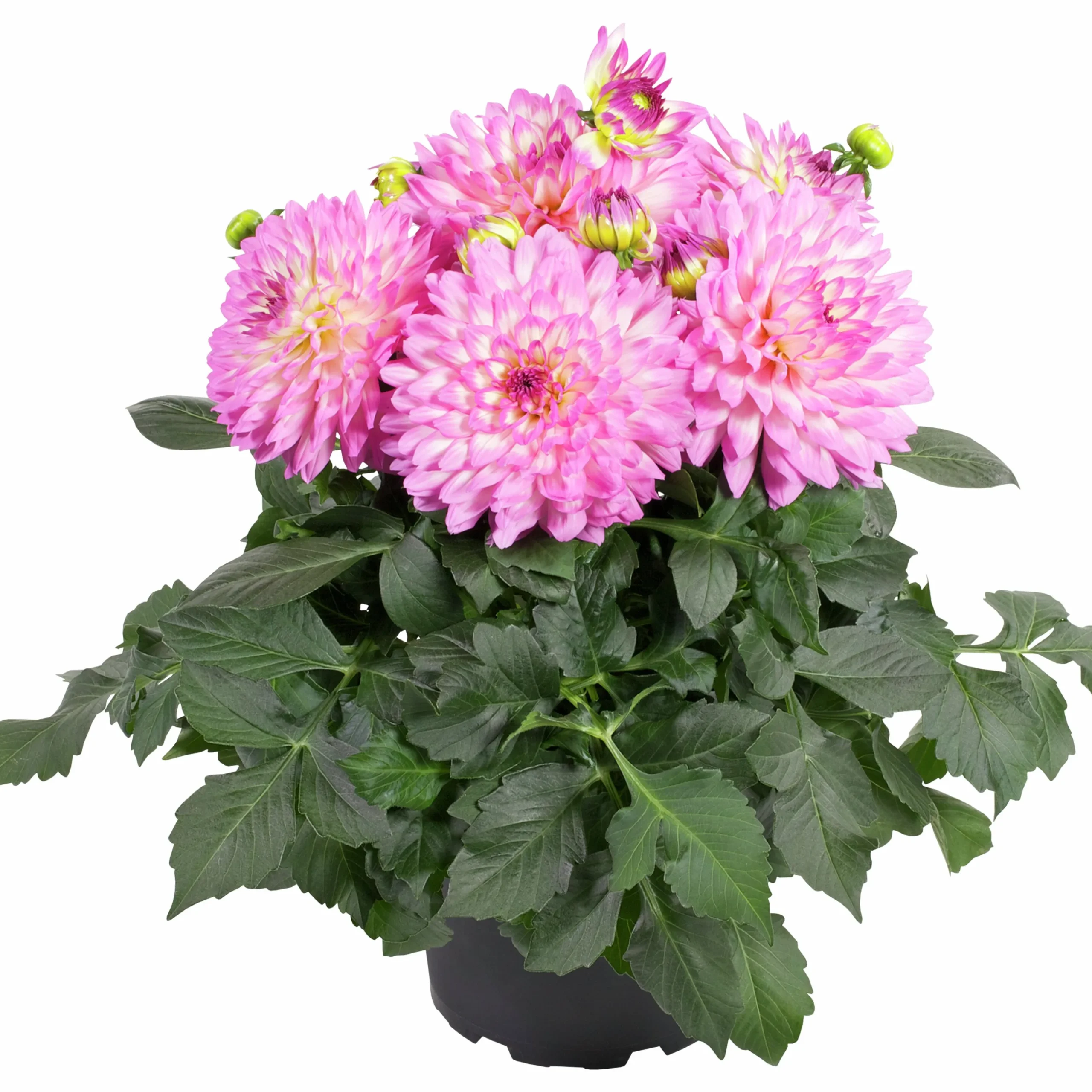 Dahlia lat. Dahlia x pinnata 'Gallery'