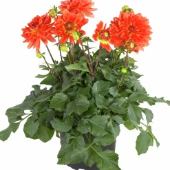 Dahlia lat. Dahlia x pinnata 'Gallery'