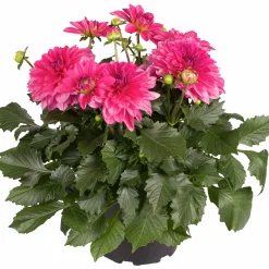 Dahlia lat. Dahlia x pinnata 'Gallery'