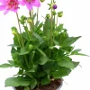 Dahlia Starburst Pink 14cm