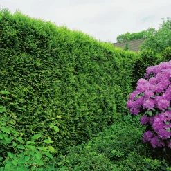 Ädeltuja 'Smaragd' 80-100cm