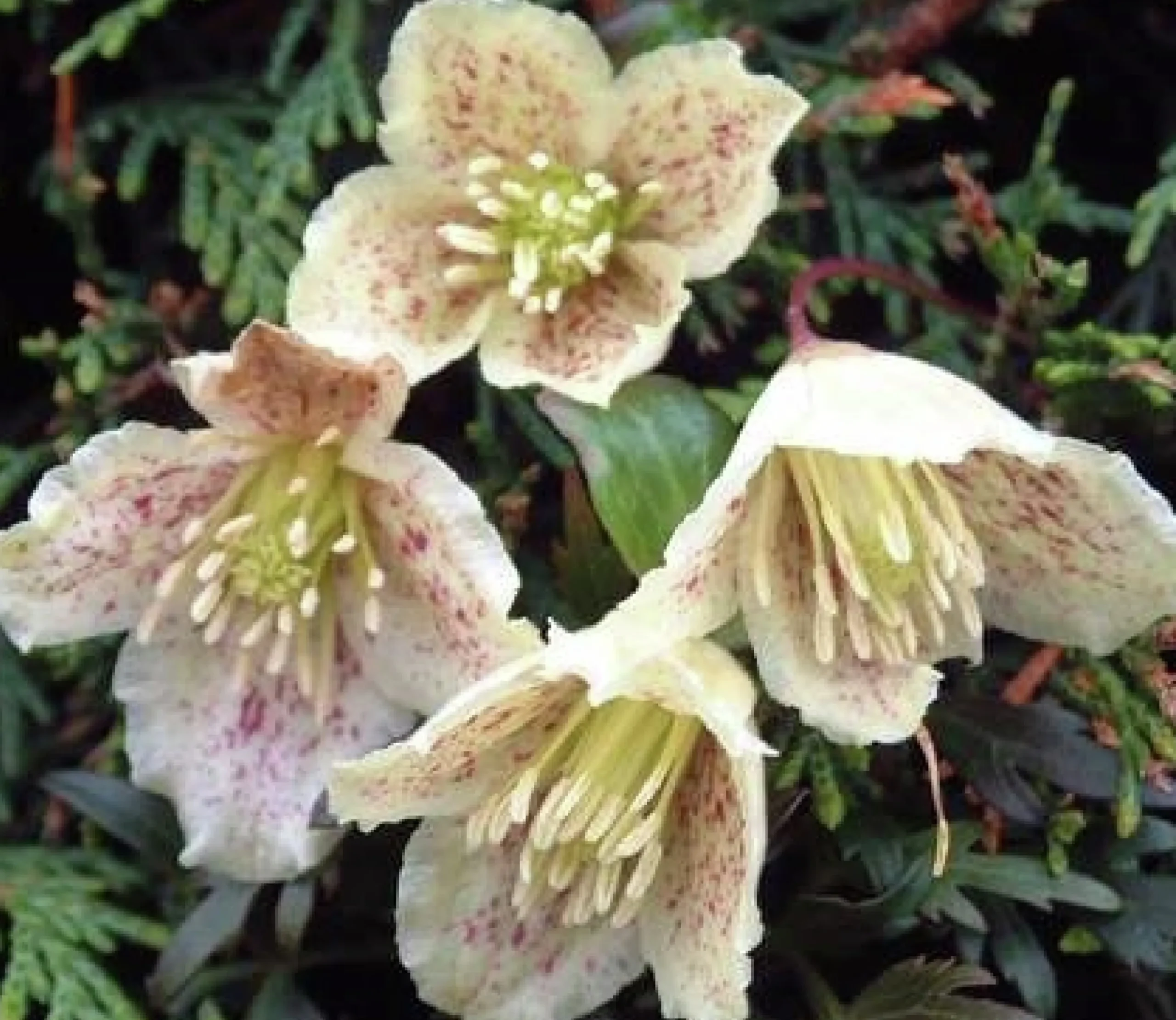 Dionysosklematis Cirrhosa 'Balearica'
