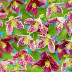 Dionysosklematis Cirrhosa 'Freckles'
