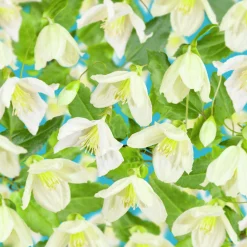 Dionysosklematis Cirrhosa 'Jingle Bells'