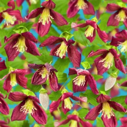 Dionysosklematis Cirrhosa 'Landsdowne Gem'