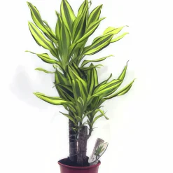 Doftdracaena lat. Dracaena fragrans 'Stenderi Yellow'