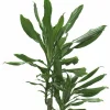 Doftdracaena lat. Dracaena fragrans Mix i 17cm kruka