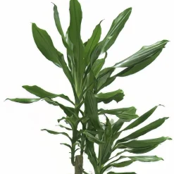 Doftdracaena lat. Dracaena fragrans Mix i 24cm kruka