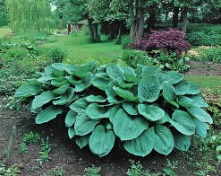 Doftfunkia 'Elegans'